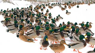 Hungry Arctic Mallard Ducks Came to Greet Me But Something Scared Them 4K [upl. by Onailerua]