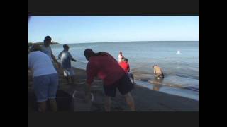 Pesca con chinchorro de playa en Mayagüez [upl. by Ahseyt]