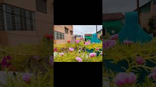 shorts ytshorts viral trending youtubeshorts portulaca portulacaflower plantsDIYgardening fy [upl. by Anilam]