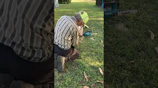 Queensland homestead gardening Paulownia slices [upl. by Durwood743]