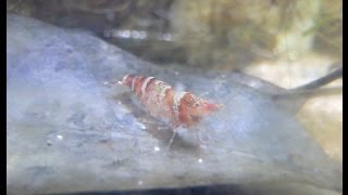 ヒメヌマエビの一生（Caridina serratirostris） [upl. by Odo]