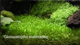 Fincasters Episode 65 Keeping Glossostigma [upl. by Timofei]