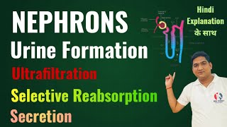 Mechanism of Urine Formation  Structure of Nephron  Life Processes  Excretion  Class 10 Ncert [upl. by Eirrac496]