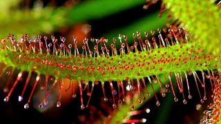 SUNDEW DROSERA CARE CONDITIONS  Carnivorous plants [upl. by Cristabel111]