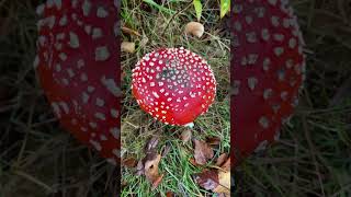 Herfstige paddenstoelen en de herfstige Natuurlijke omgeving [upl. by Picardi]