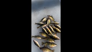 Late ICE JUMBO Lake Winnebago PERCH CATCH AN COOK Unique Recipe [upl. by Ennairek]