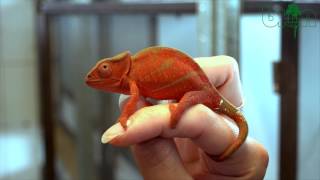 SEE AND BUY  Parsons chameleon Calumma parsonii Yellow giant unique color SOLD [upl. by Peti259]