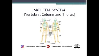 Skeletal System  Vertebral Column and Thorax [upl. by Changaris]