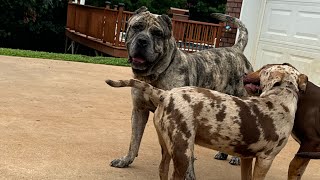 MERLE MASTIFF X BULLIES [upl. by Ahsemal]