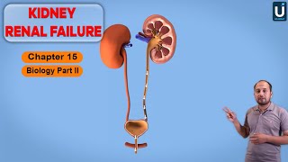 Kidney Renal Failure in Urdu  Hindi  12th Class Biology  Chapter 15  Ucademy [upl. by Neelyar]