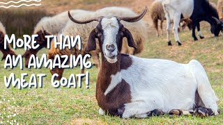 Boer Goat More than an Amazing Meat Goat [upl. by Main]