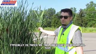 WHY ARE PHRAGMITES A PROBLEM [upl. by Marleen]