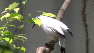 カンムリシロムク（上野動物園）：Rothschilds mynah Ueno Zoo [upl. by Marcie]