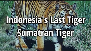 Indonesias Last Tiger Sumatran Tiger  English Commentary  Animal Earth [upl. by Anatnahs]