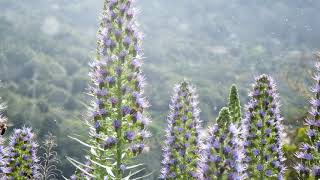 How to Grow Echium [upl. by Bow]