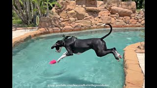 Funny Great Danes 1st Swim Wearing Harness For Go Pro [upl. by Mareah]