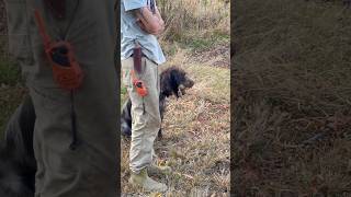 Training a German wirehaired pointer for waterfowl hunting first make sure they love to fetch gwp [upl. by Ruby]