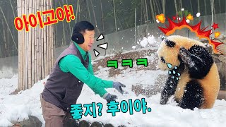 후이바오 는 처음으로 강바오 할부지와 눈싸움을 하게 되어 매우 신났습니다☃️❄️ㅋㅋ🤣 [upl. by Lemahs]