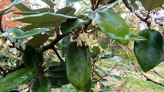 Oliwnik przegląd i porównanie gatunkówodmian owocowych Elaeagnus umbellata multiflora ebbingei [upl. by Mady439]