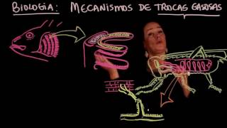 Aula 101 FISIOLOGIA ANIMAL Trocas Gasosas traqueias e brânquias  Aulas ENEM [upl. by Aleacem220]