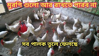 মুরগি গুলো সব পালক তুলে ফেলছে  white leghorn murgi farming [upl. by Carrillo]