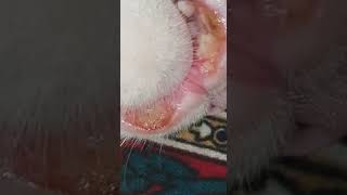 eosinophilic granuloma complex In cats mouth [upl. by Ivanna]