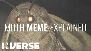 Why Moths Are Attracted To Light  Inverse [upl. by Hilaire]