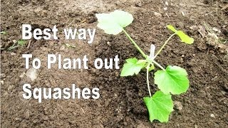 The Best way to Plant out Squashes  Provide water warmth and no weeds [upl. by Rastus623]