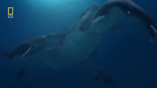 Megalodon vs Squalodon Fight  Prehistoric Predators Episode 4 [upl. by Gardas]