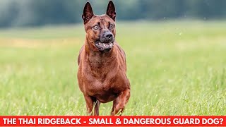 THE THAI RIDGEBACK  SMALL amp DANGEROUS GUARD DOG great ridgeback [upl. by Girand]