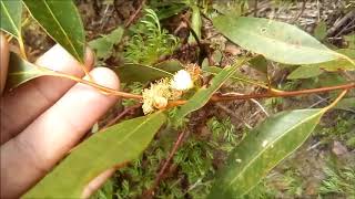 Abelhas e Plantas de Floração Constante para a Apicultura [upl. by Chaffee782]