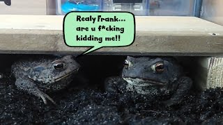 Frogs  Toads Feeding They Hate Each Other LoL [upl. by Eslud]