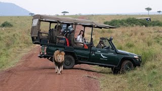 Masai Mara  ampBEYOND Bateleur Camp [upl. by Yleve]