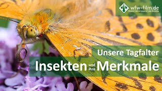 Insekten und ihre Merkmale ‒ Unsere Tagfalter [upl. by Gwenora50]