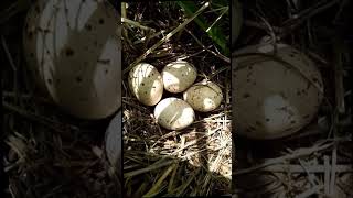 The Barred Rail Eggs tikling bird eggs [upl. by Zebe]