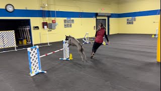 Thai Ridgeback Dog “Yunga”  Agility Training [upl. by Adlesirhc410]