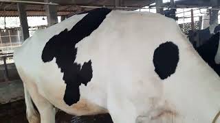 competition level  Hf cow for sale  9812888886 milk capacity 50 lit Karnal Haryana [upl. by Lavelle]