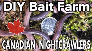 Raising Canadian Nightcrawlers At Home  DIY Dew Worm Farm [upl. by Chadwick]