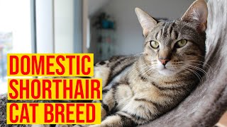 Domestic Shorthair Cat Breeds Interesting Facts All Cats [upl. by Aym]