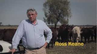 Ross Keane TV Commercial for Shorthorn Cattle [upl. by Trebloc]