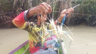 kalang kabut ketika tiga pancing ditarik udang galah besar bersamaan spot terbaik mancing udang [upl. by Stutman]