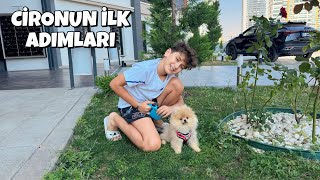 CİROYU İLK DEFA DIŞARI ÇIKARDIK  CİRONUN İLK ADIMLARI [upl. by Ingraham]