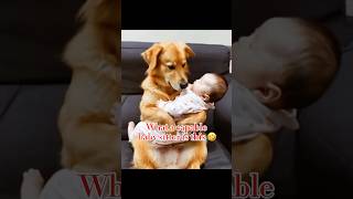 Very good baby sitter funny funnydogs [upl. by Ael]