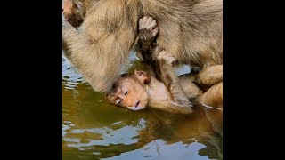 Poor new abandoned baby monkey got drown in water [upl. by Eelirrem]