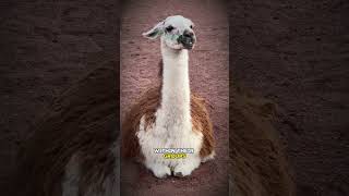 Why Do Llamas and Alpaca Spit [upl. by Eliezer]