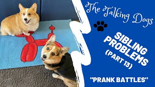 Corgis prank each other  Hammy and Olivia [upl. by Esilegna]