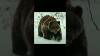 Life below zero  shorts  viral Trending  wildlife snowfall [upl. by Meares261]