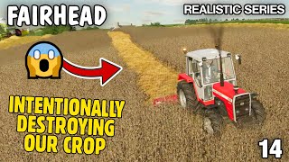 CRAZY INTENTIONALLY DESTROYING THE CROP  Lets Play Fairhead Realistic FS22 Episode 14 [upl. by Biddie631]