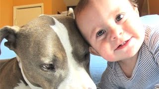 Best Of Babies Laughing Hysterically At Dogs And Cats Compilation 2014 NEW [upl. by Rafaello204]