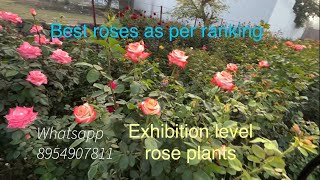 Best Roses🌹 Ranking 🌹as per prebooking  First bloom of 🌹motherplants Pushpanjali Rosery Bareilly [upl. by Otte]